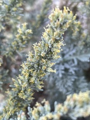 Artemisia caerulescens