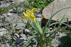 Iris orchioides