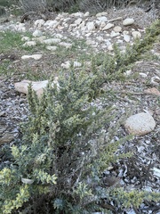 Artemisia caerulescens