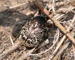 Protaetia agglomerata