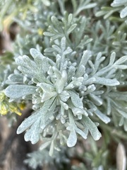 Artemisia caerulescens