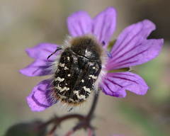 Tropinota turanica