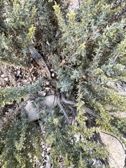 Artemisia caerulescens