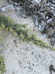Artemisia caerulescens
