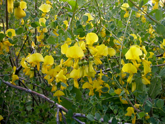 Colutea persica