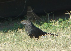 Crotophaga sulcirostris