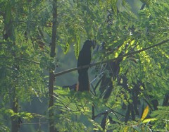 Crotophaga sulcirostris