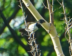 Sporophila morelleti