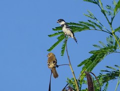 Sporophila morelleti