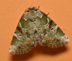 Chytonix
