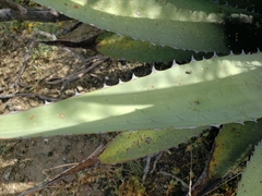 Agave peacockii