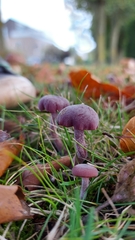 Laccaria amethystina