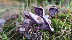 Laccaria amethystina