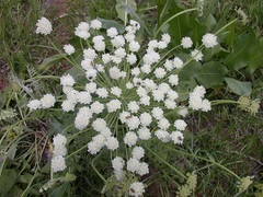 Zosima absinthifolia