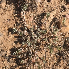 Atriplex coulteri