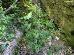 Saxegothaea conspicua