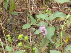 Chioides
