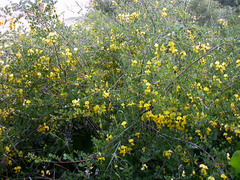 Colutea persica