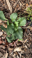 Eryngium planum