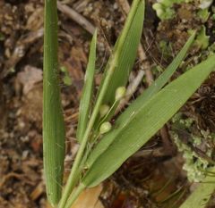 Dichanthelium meridionale
