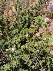 Cliffortia polygonifolia