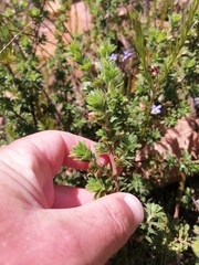 Cliffortia polygonifolia