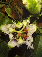 Anisoscelis foliaceus