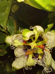 Anisoscelis foliaceus