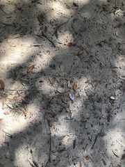 Hypericum roeperianum