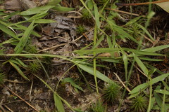 Dichanthelium meridionale