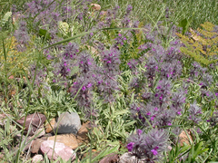Stachys lavandulifolia