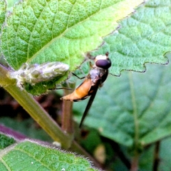 Meliscaeva auricollis