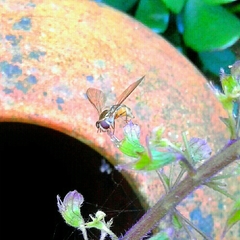 Meliscaeva auricollis