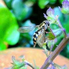Meliscaeva auricollis
