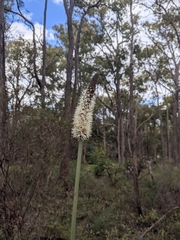 Xanthorrhoea gracilis
