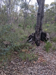 Xanthorrhoea gracilis