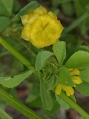 Trifolium campestre