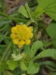 Trifolium campestre