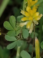 Trifolium campestre