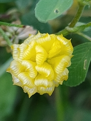 Trifolium campestre
