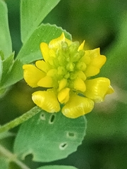 Trifolium campestre