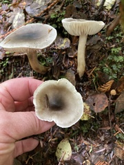 Hygrophorus boyeri