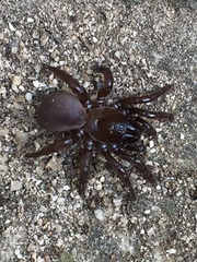 Amblyocarenum walckenaeri