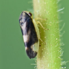 Pediopsoides distinctus