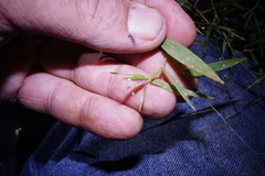 Dichanthelium microcarpon