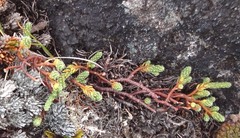 Kelleria lyallii