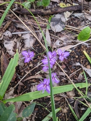 Thysanotus manglesianus