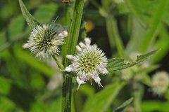 Hyptis lappacea