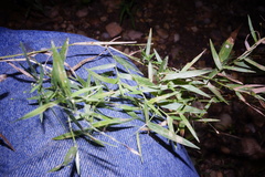 Dichanthelium microcarpon