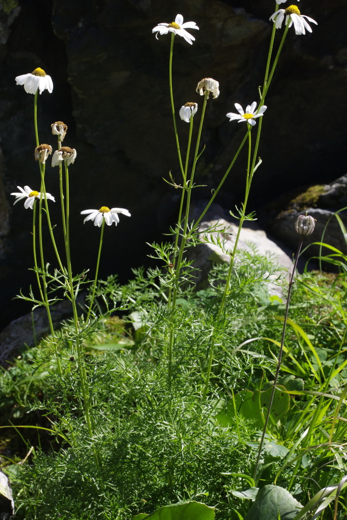 Tanacetum krylovianum